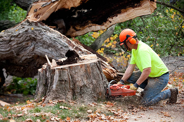 Best Emergency Tree Service  in Hartford, MI